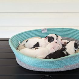 Chihuahua Puppies from Wilds Farms