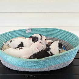 Chihuahua Puppies from Wilds Farms