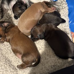 Dachshund Puppies from Hannau Doxies