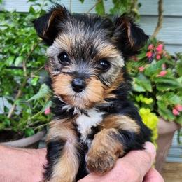 Yorkshire Terrier Puppies from Kathy's little yorkies