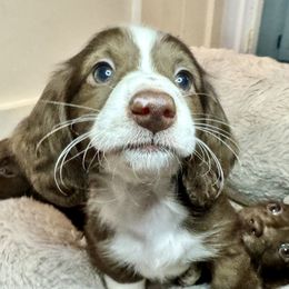 Dachshund Puppies from The Well Tempered Dachshund