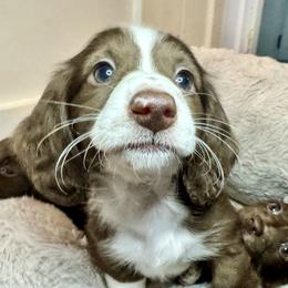 Dachshund Puppies from The Well Tempered Dachshund
