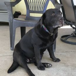 Holly - Labrador Retriever