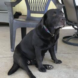 Holly - Labrador Retriever