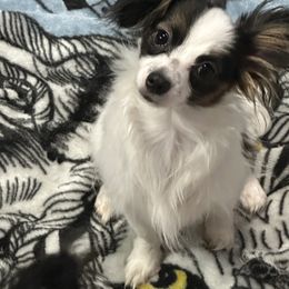 Rusty - White black and tan male Papillon puppy in Foresthill, California from Playful Papillon's