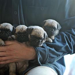 Boy 3 - male Pug puppy in Spokane, Washington from Sweet Mercy Farm