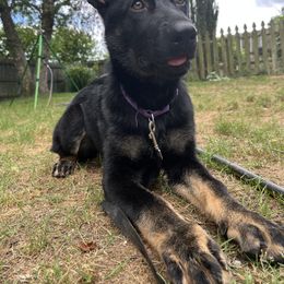 German Shepherd Puppies from Paws Of Germany