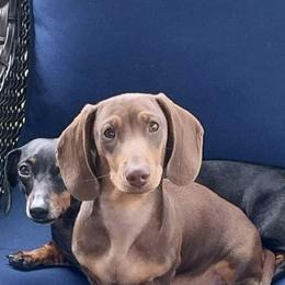 Dachshund All Grown Up from FloriDachs Miniature Dachshunds