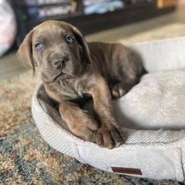 Cane Corso Puppies from Cane Corso Friends