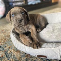 Cane Corso Puppies from Cane Corso Friends
