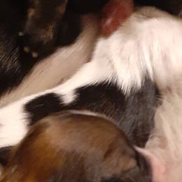 Lhasa Apso Puppies from Lots of Lhasa Love