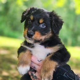 Australian Shepherd Puppies from Kenmont Kennels