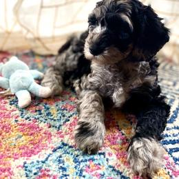 Australian Labradoodle Puppies from Fancy Pants Labradoodles