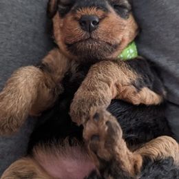 Welsh Terriers from Kalein T Welsh Terriers