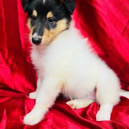 Diva - Black white and tan female Collie puppy in Groveland, Florida from Palmhaven Collies