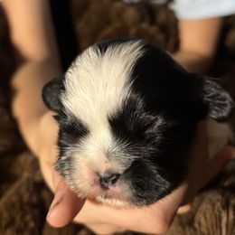 Boy 1 - Black and white male Shih Tzu puppy in Skipperville, Alabama from Nay Nay’s Babies