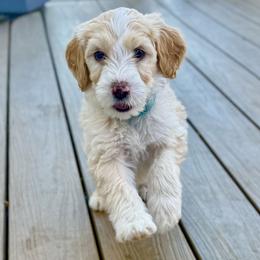 Jinx - Yellow and white female Bernedoodle puppy in Springville, Utah from Oodles of Bernedoodles