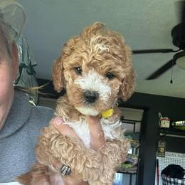 Yellow girl - Red  female Goldendoodle puppy in Cedar Springs, Michigan from Pecks Oodle Doodles