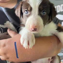 Boy 1 - Red male Border Collie puppy in Rural Retreat, Virginia from Hidden Acres Farm Corgis