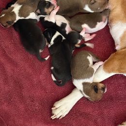 Boy 1 - male Basenji puppy in Tucson, Arizona from Wild West Basenjis