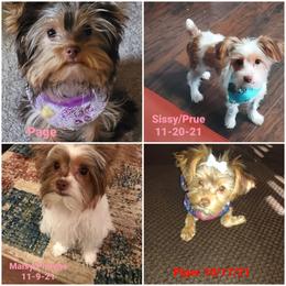 Yorkshire Terrier Puppies from Casey Clan Yorkies