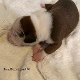 Boy 1 - Fawn male Boxer puppy in White Hall, Maryland from Beaut Boxers