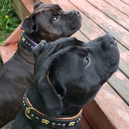 Staffordshire Bull Terrier All Grown Up from Freystaff Staffordshire Bull Terriers