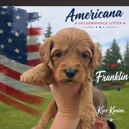Franklin - Red  male Goldendoodle puppy in Ashton, Idaho from Kerr Kanine Ranch