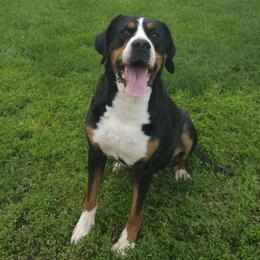 Greater Swiss Mountain Dog All Grown Up from Donough Haven Greater Swiss Mtn. Dogs