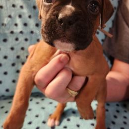 Clarence - Fawn male Boxer puppy in Upper Sandusky, Ohio from Cornish Canines