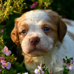 Cash - Orange roan male Brittany puppy in Hollidaysburg, Pennsylvania from Royal Flush Farms