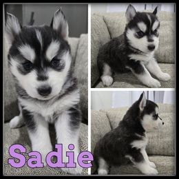 Sadie - Black and white female Siberian Husky puppy in Wheeler, Michigan from Haase Family Kennels