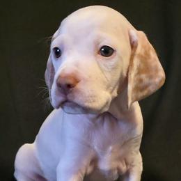 Frost - Fawn male Braque du Bourbonnais puppy in Deer Lodge, Tennessee from Steady Wind Braque du Bourbonnais Pointers