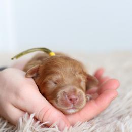 Yellow - Caramel female Australian Labradoodle puppy in Williamstown, New York from Lewis Manor Labradoodles