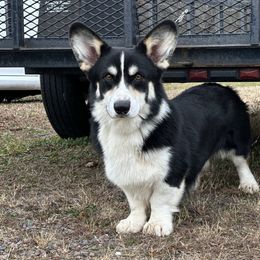 Manson - Pembroke Welsh Corgi