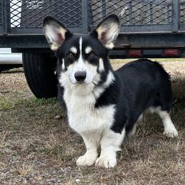 Manson - Pembroke Welsh Corgi