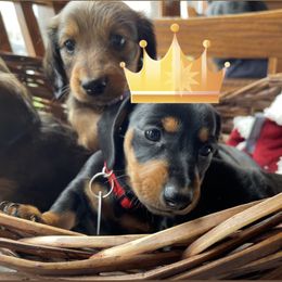 Dachshund Puppies from Cogsworth Cromwell Dachshunds of South West Michigan