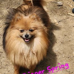 Whisper - Pomeranian