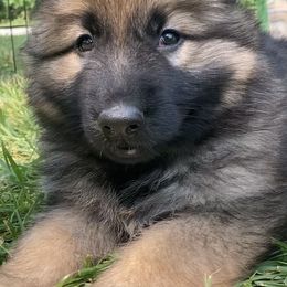 German Shepherd Puppies from Celtic Rose German Shepherds