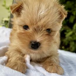 Honey - Chocolate tan and white female Biewer Terrier puppy in Bunnell, Florida from Royal Biewer and Royal Aussies