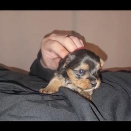 Yorkshire Terrier Puppies from Middle Tennessee Teacup Yorkie puppies
