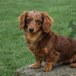 Dachshund puppies from Cherokee Hill Dachshunds