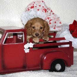 Seamus - Red male Dachshund puppy in Corbin, Kentucky from White River Valley Kennel