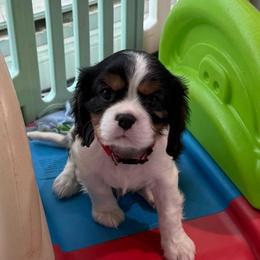 Henry (red collar) - Tri-color male Cavalier King Charles Spaniel puppy in Ocala, Florida from Ray of Sunshine Spaniels LLC