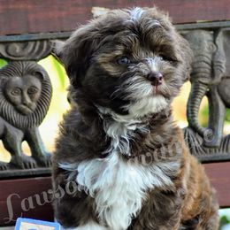 Havanese from Lawson Havanese