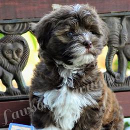 Havanese from Lawson Havanese