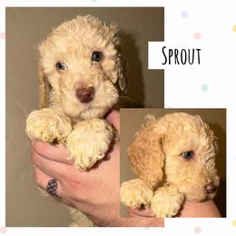 Sprout - Cream male Poodle puppy in Surprise, Arizona from Oh Doodles Doodlery