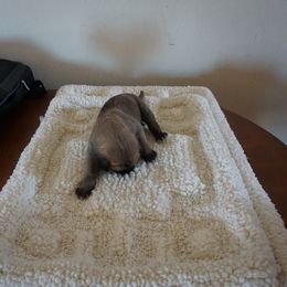 Great Dane Puppies from Taylor's Family
