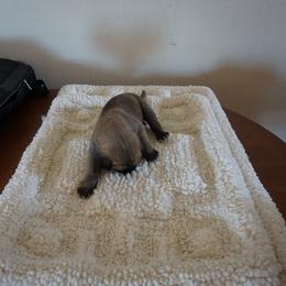 Great Dane Puppies from Taylor's Family
