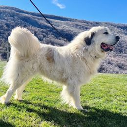 Isaac - Great Pyrenees